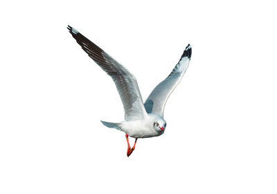 Seagull flying against clear sky