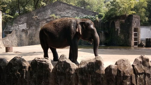 View of elephant in zoo