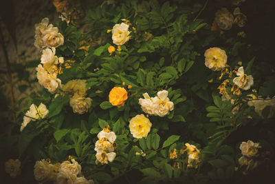 Close-up of yellow flowering plants