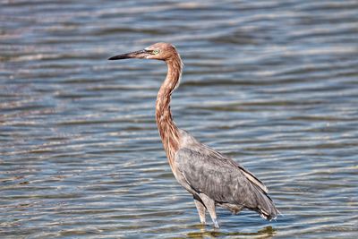 Side view of a bird in  water