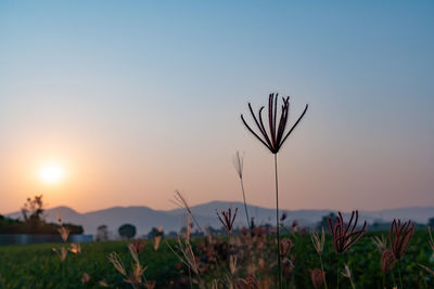 Close-up of stalks in field against sky during sunset