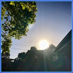 Low angle view of trees against sky