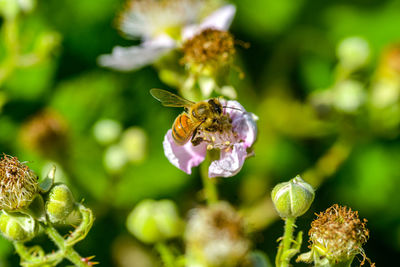 Close-up of bee on purple flower