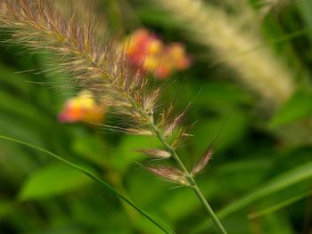 Close-up of spider web on plant