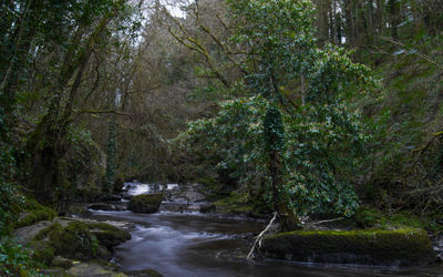 River flowing through rocks