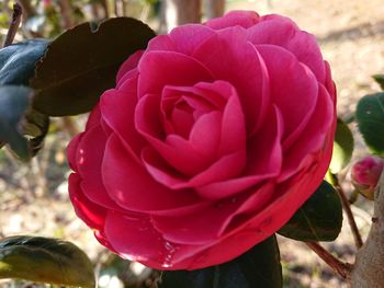 Close-up of rose blooming outdoors