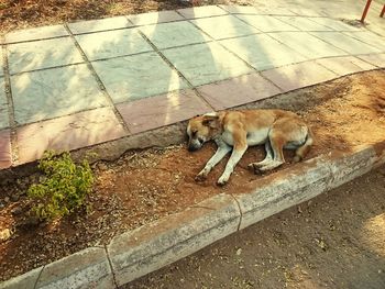 High angle view of dog