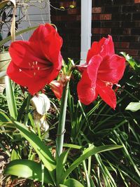 Close-up of red poppy blooming outdoors