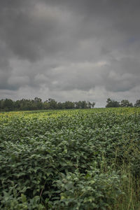 Scenic view of field against cloudy sky