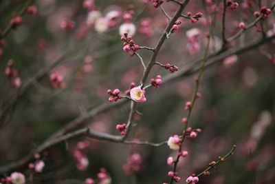 Close-up of pink flower on tree