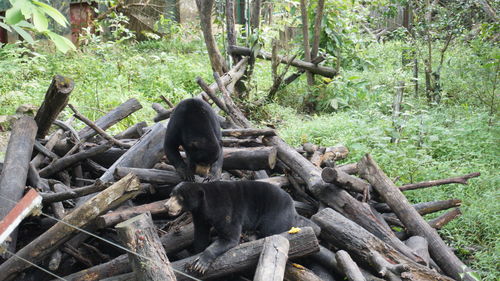 Monkey sitting on wood in forest