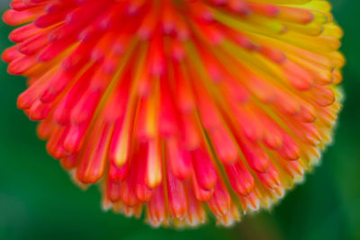 Close-up of pink flower