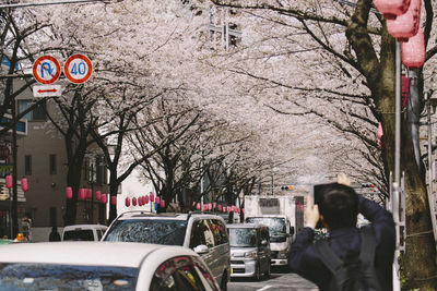 View of bare trees and cars on road