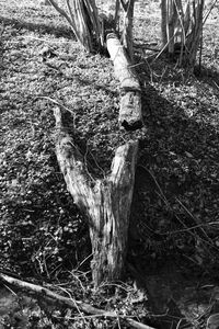 Close-up of tree trunk in forest