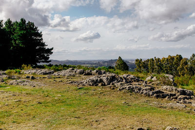 View of sheep on grassy field against sky