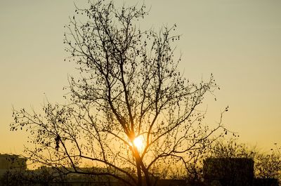 Silhouette tree against sky during sunset