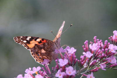 Close-up of butterfly pollinating on pink flower