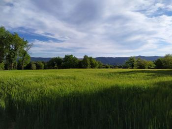 Scenic view of field against sky