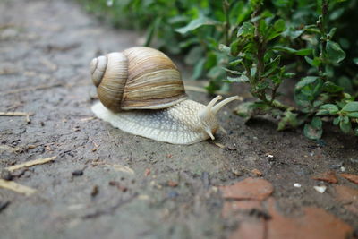 Close-up of snail