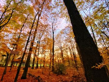 Low angle view of trees in forest during autumn