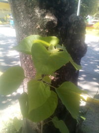 Close-up of green insect on tree trunk