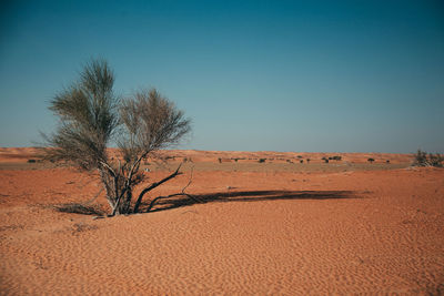 Bare tree on desert against clear sky