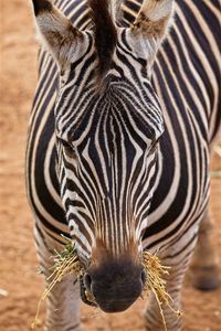 Close-up of zebras