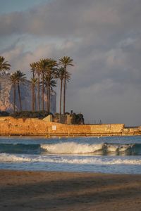 Palm trees on beach by sea against sky