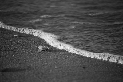 Close-up of bird on beach