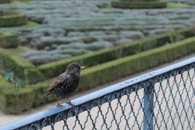 Bird perching on a fence