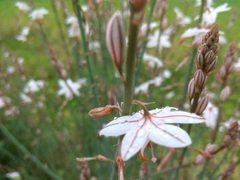 Close-up of flower against blurred background