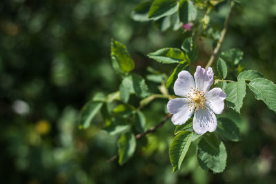 Close-up of flowers