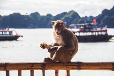 Monkey sitting on railing by river against sky