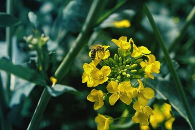 Close-up of bee on yellow flower