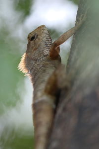 Close-up of a bird