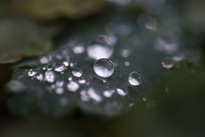 Close-up of water drops on plant