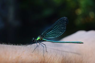 Close-up of damselfly on cropped hand