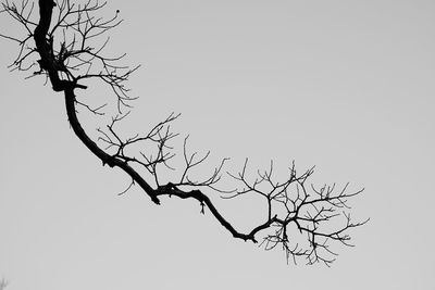 Low angle view of bare tree against clear sky