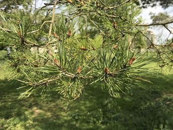 Close-up of pine tree