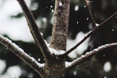 Close-up of snow on branch during winter