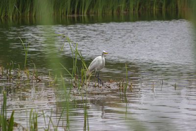 View of duck in lake