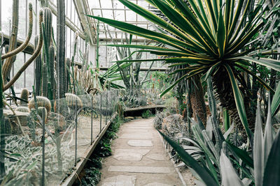 High angle view of palm trees