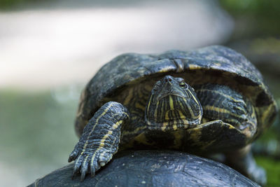 Close-up of turtle