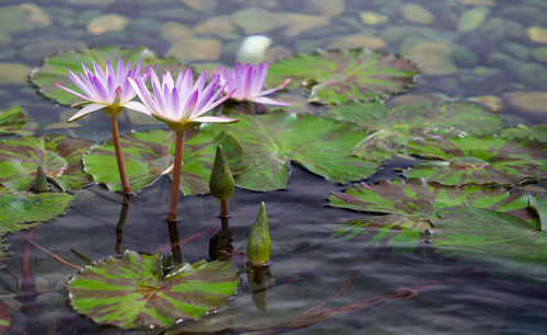 Close-up of water lily in lake