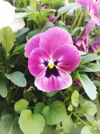 Close-up of pink flowers blooming outdoors