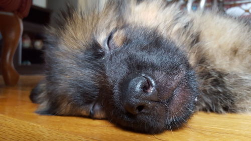 Close-up of cat resting