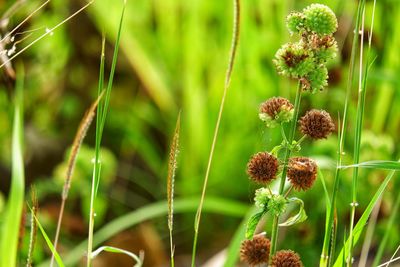 Close-up of flowering plant on field