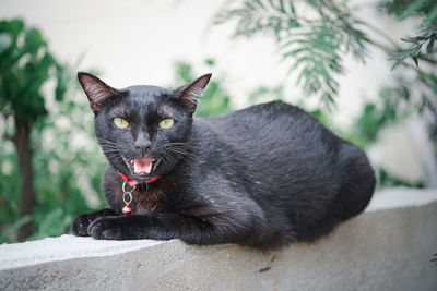 Portrait of black cat