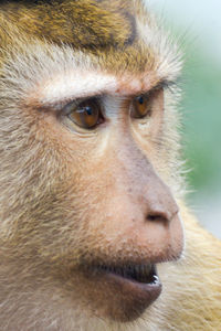 Close-up portrait of monkey