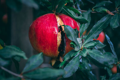 Ripe pomegranates on the tree branch.